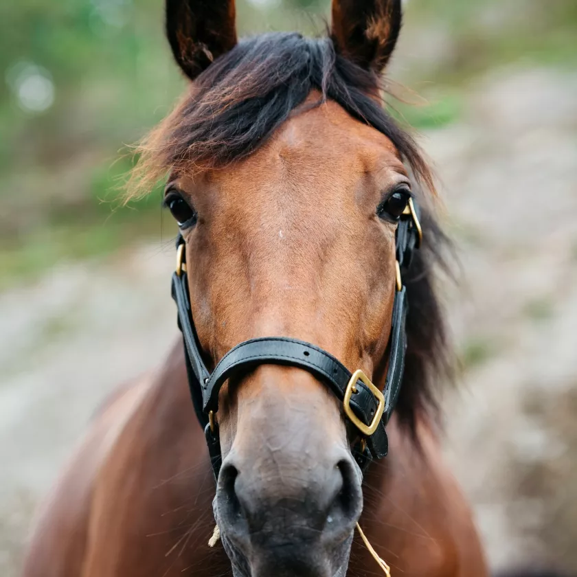 Raviurheilu on Saanan mielestä siitä mukava laji, että sen parissa näkee hyvin erilaisia ihmisiä. ”Omistaakseen hevosen ei tarvitse olla hyvätuloinen.”