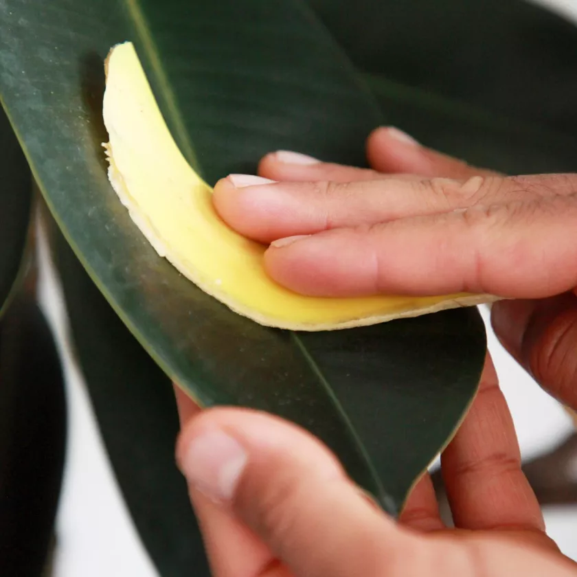 Banaaninkuori puhdistaa isolehtisten kasvien, kuten kumiviikunan eli huonekumipuun, lehdet ja antaa niille kauniin kiillon.