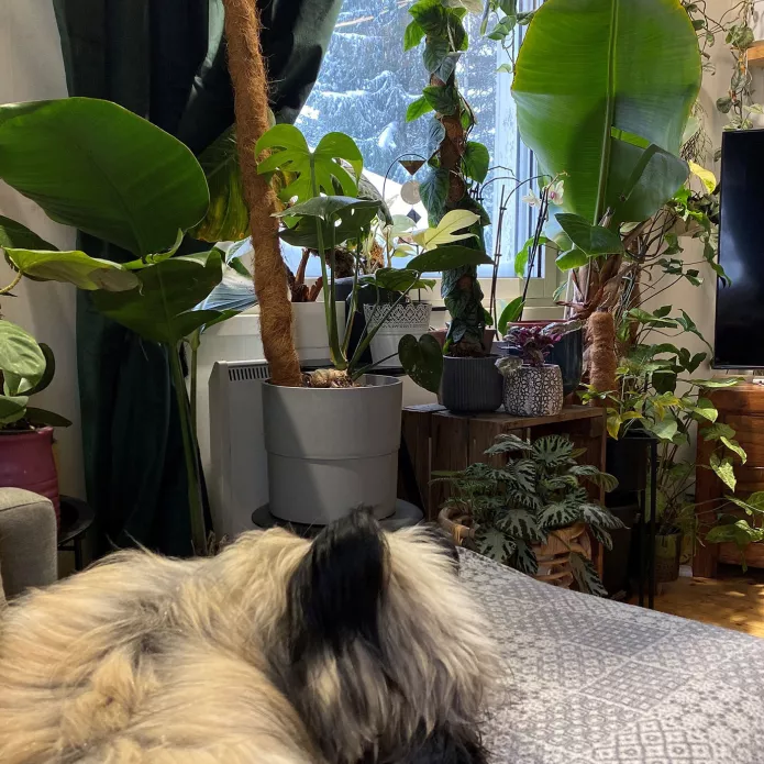 Olohuoneessa huonekasveja ja koira