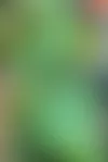 Huonekasvi: Selaginella Willdenowii