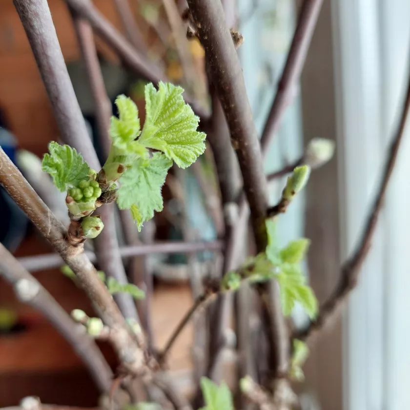  Hortoilija Heli Vesamaa poimii keväällä maljakot täyteen oksia ja kasvattaa silmuja.