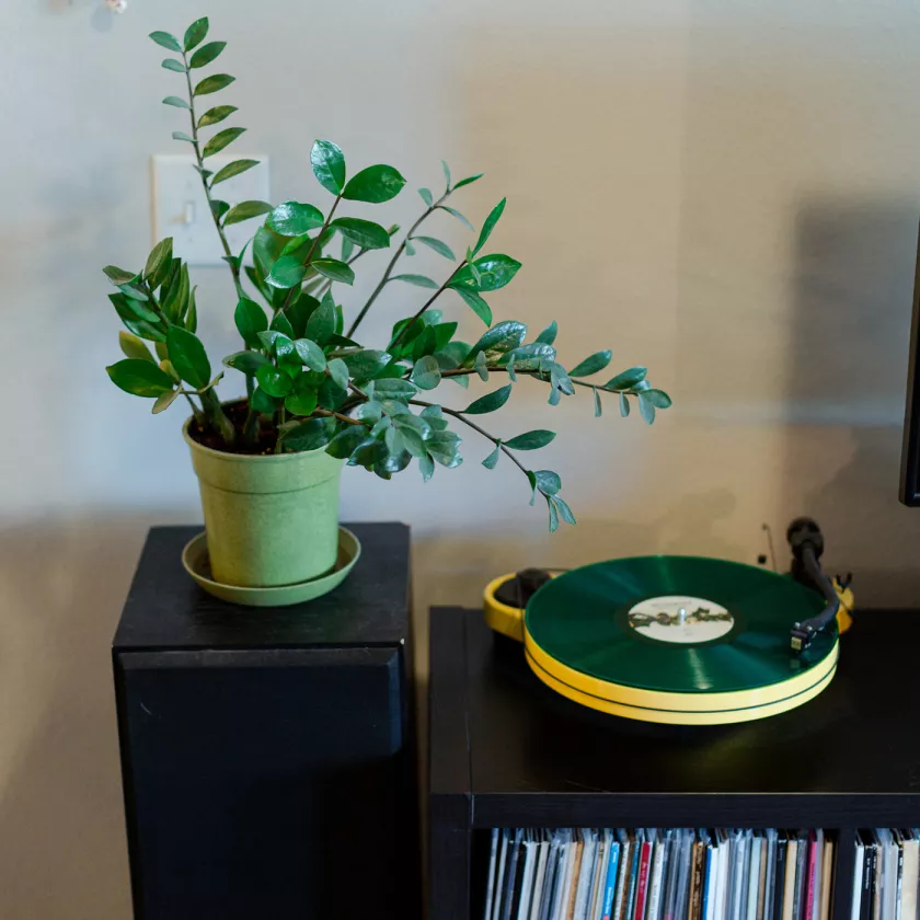 Musiikkia kasveille.