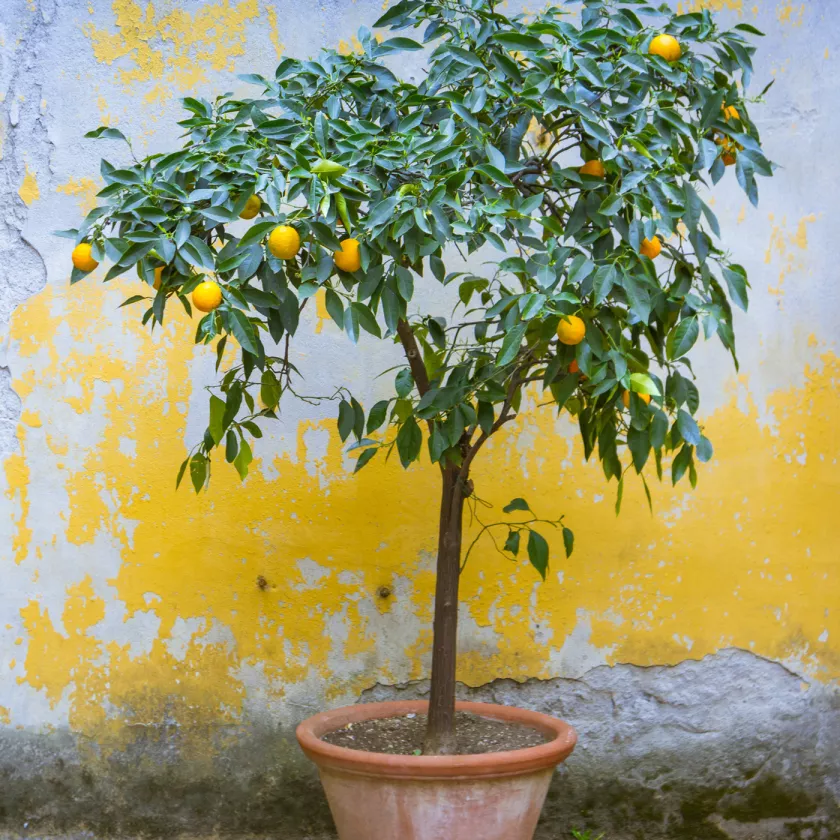 Appelsiinin kasvatus siemenestä appelsiinipuuksi kestää vuosia.