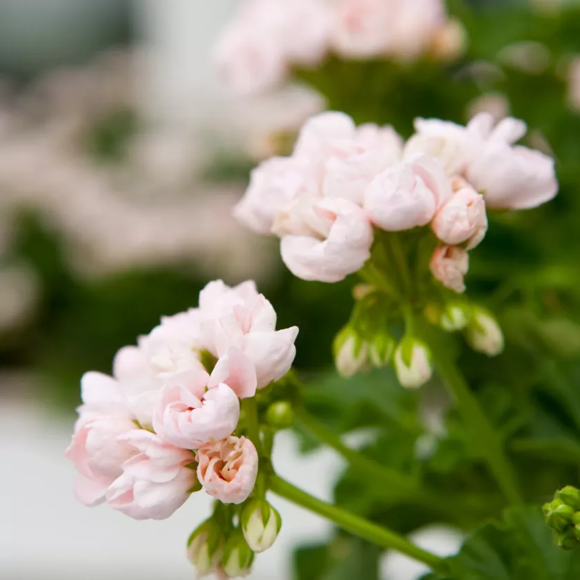 Kasvit lasitetulle parvekkeelle: Pelargoni.