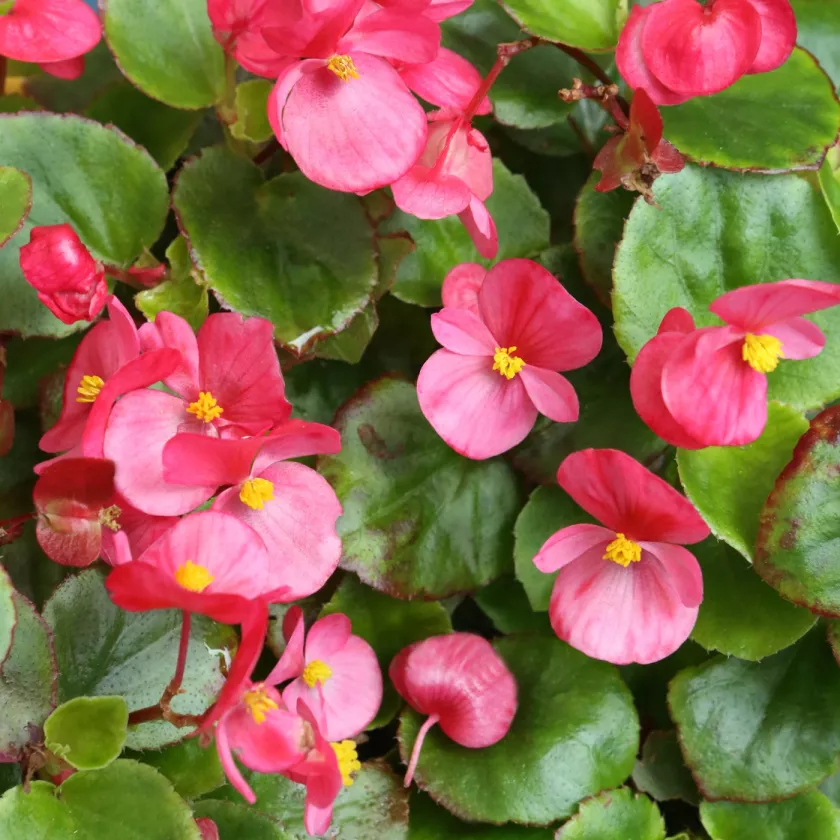 Kesäkukat varjoisalle parvekkeelle: Kesäbegonia.