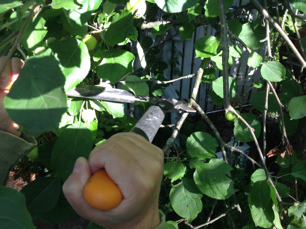 omenapuusta leiaktaan oksia