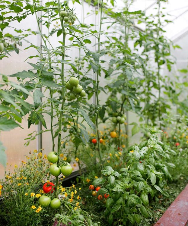 Tomaatti kasvaa kasvihuoneessa