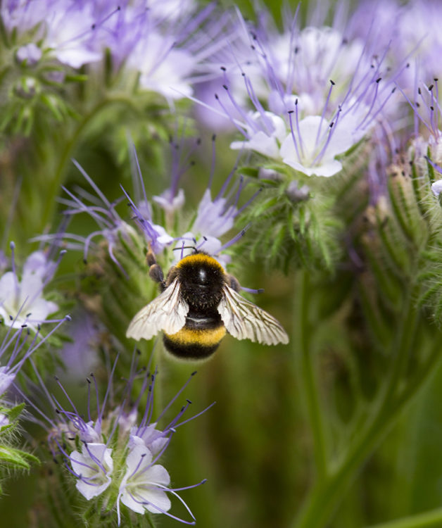 Helppohoitoinen hunajakukka houkuttelee hyönteisiä.