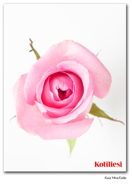 E-kortti vaaleanpunaisella ruusulla