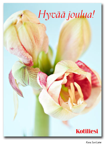 Toivota Hyvää joulua Kotilieden e-kortilla, jossa vaalea amaryllis -kukka.