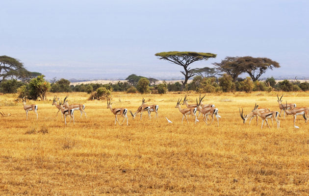 Safari Keniassa