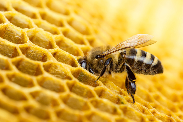 Pistiäiset: Erota ampiainen, mehiläinen ja kimalainen 