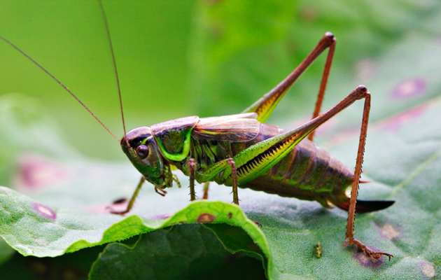 Katse luontoon – heinäsirkat ja hepokatit viihtyvät kesäniityillä  alkusyksyyn asti 