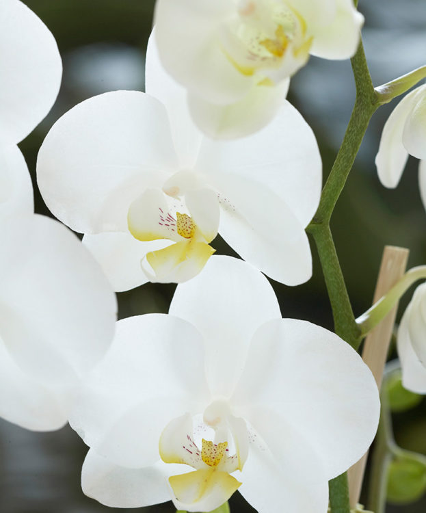 Orkidea kukkii monessa eri värissä.
