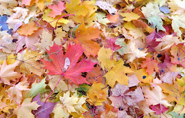 Puiden lehdet putoavat syksyllä, jotta puu pysyy hengissä talven yli.