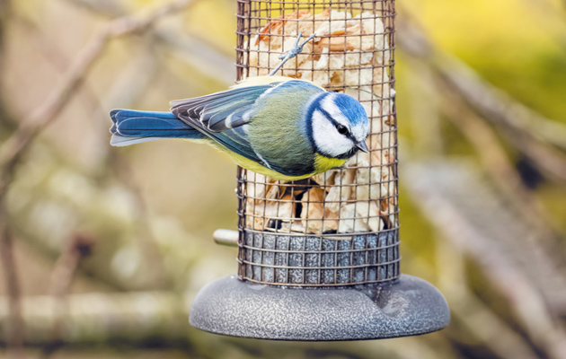 Puutarhan syksy on hyvä aika huolehtia lintujen ruokintapaikat kuntoon.