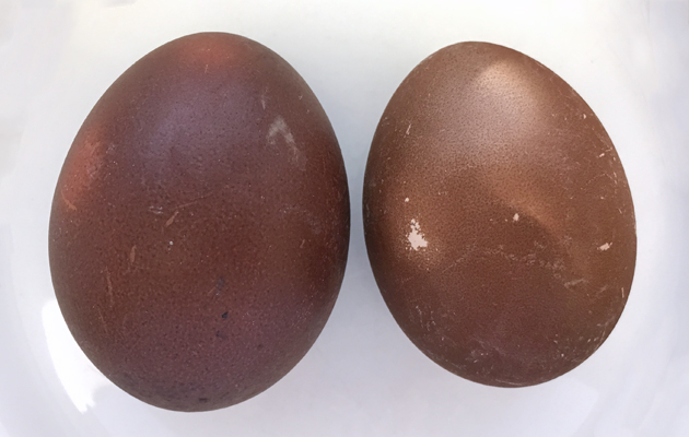 punajuurella värjätyt kananmunat