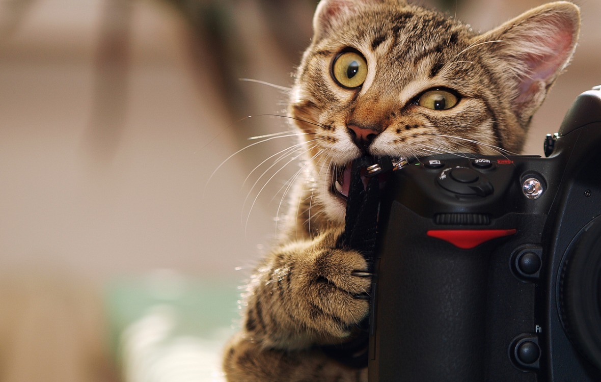 Valokuvaaja neuvoo, kuinka lemmikin valokuvaaminen onnistuu ja saat hyvän kuvan kissastasi.