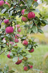 Omenapuuta ei saa tuoda Suomeen mistä tahansa.