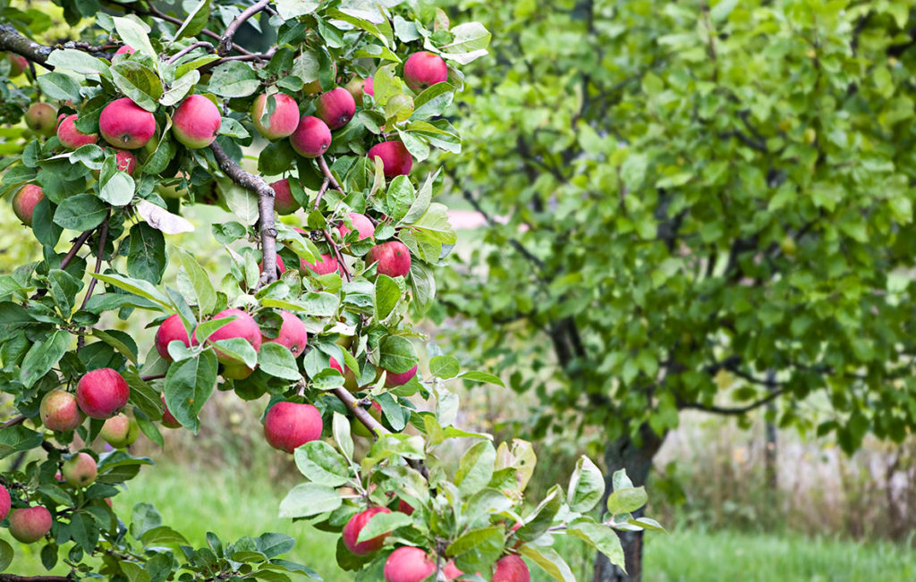 omenapuu – hilloaika