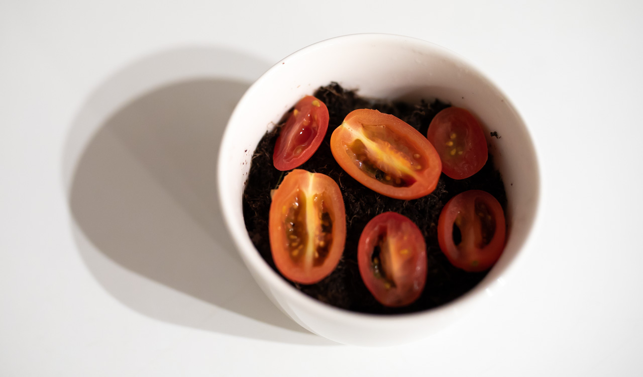 tomaatin kasvatus viipaleesta