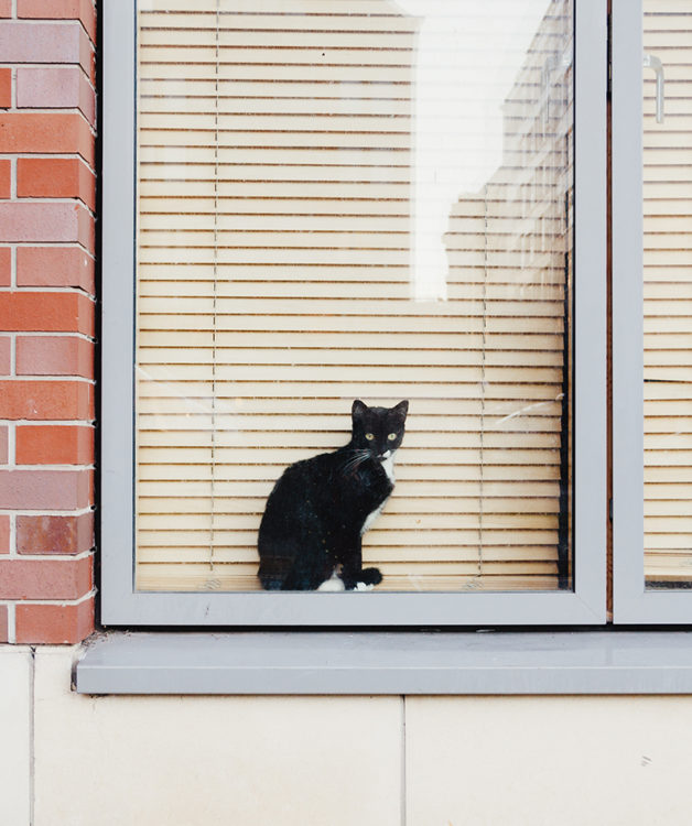 Mustat kissat jäävät usein löytöeläinkeskuksiin pidemmäksi aikaa odottamaan uutta kotia.