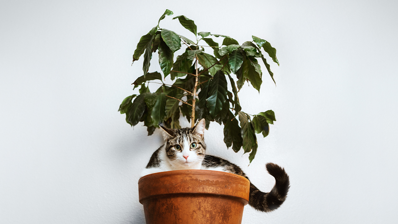 Kissalle myrkylliset kasvit – nämä voivat viedä lemmikin hengen -  