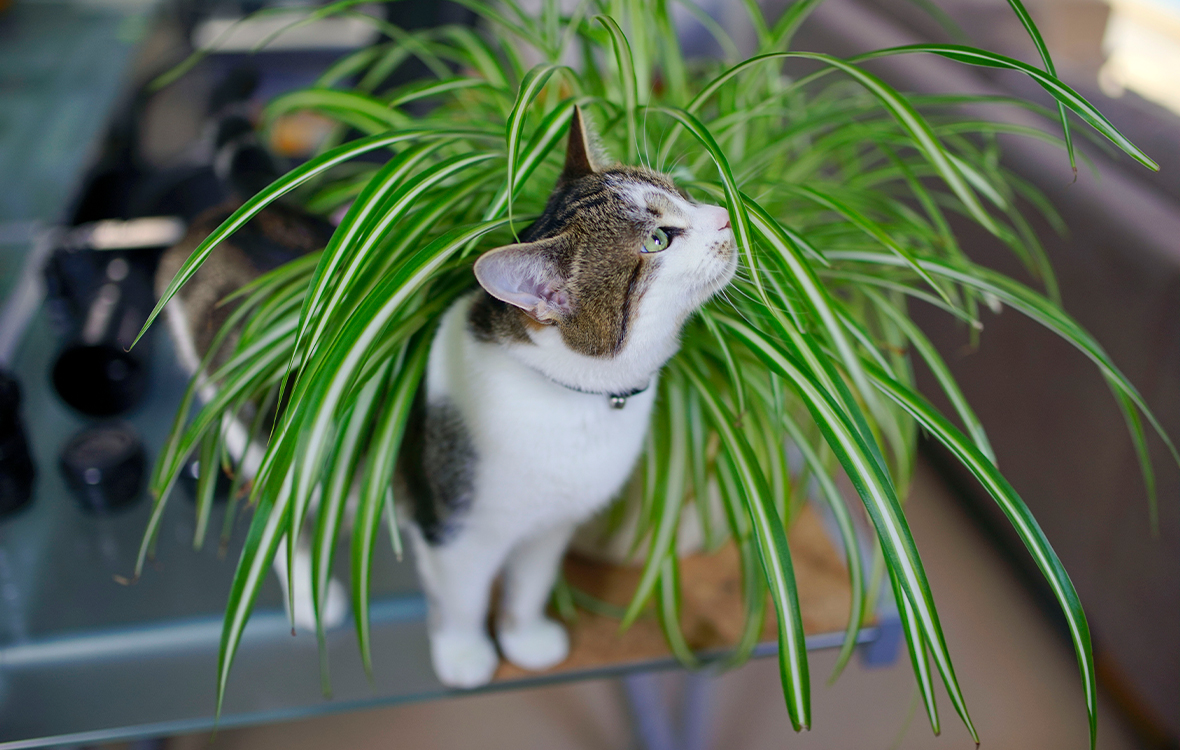 Monet kissalle myrkylliset kasvit ovat ihan tavallisia huonekasveja. Yksi esimerkki on kirjorönsylilja.