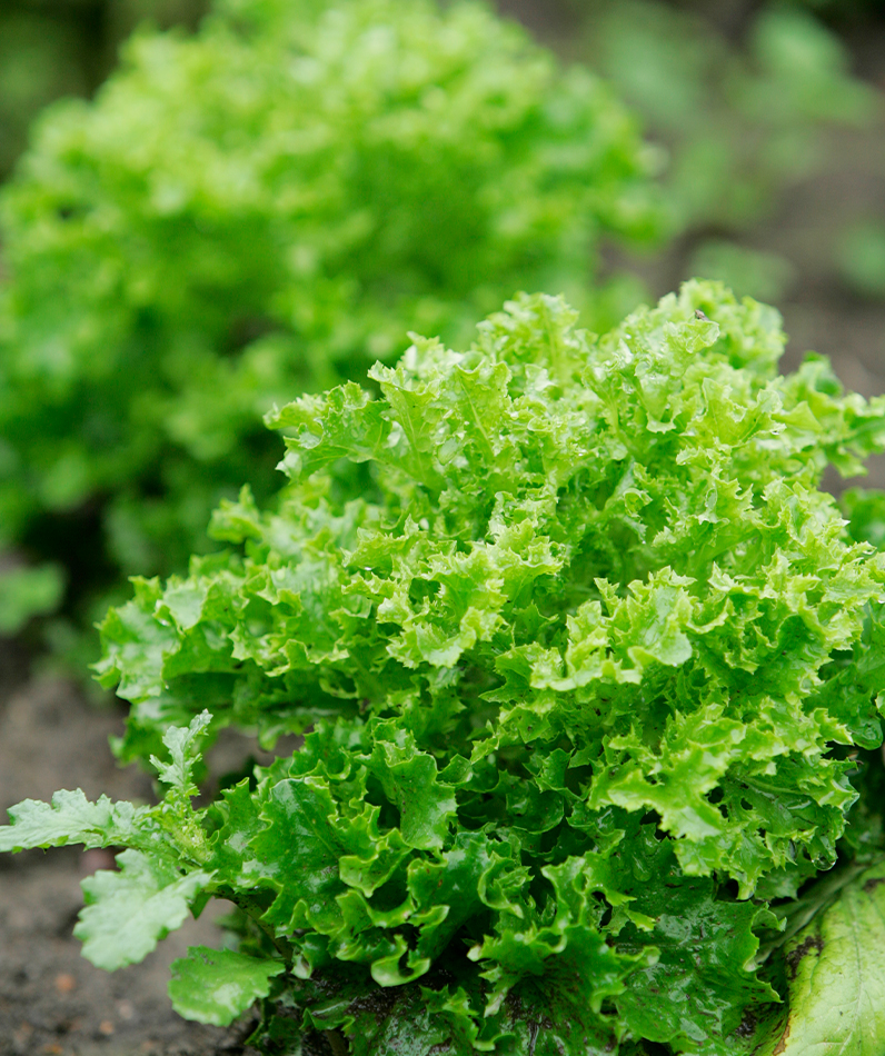 Salaatin kasvatus on helpointa aloittaa lehtisalaateista.