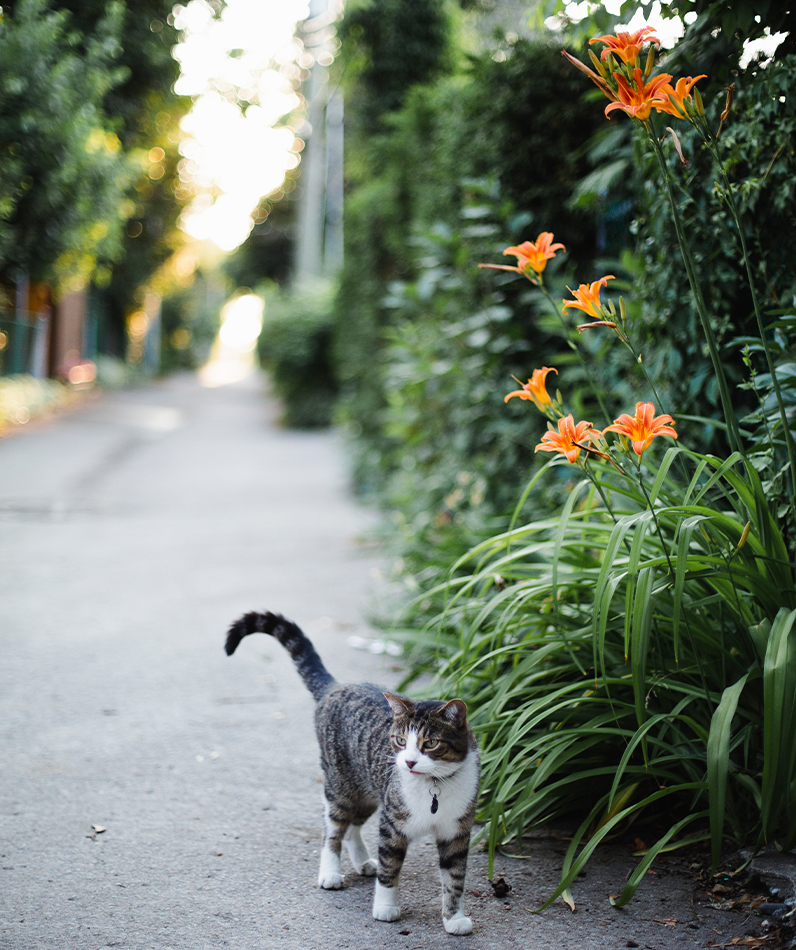 Kissalle myrkylliset ulkokasvit ovat usein aivan tavallisia kasveja puutarhoissa ja takapihoilla.