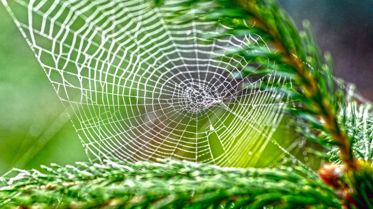 Suomen hämähäkit: tee testi ja selvitä kuinka hyvin tunnistat ne -  