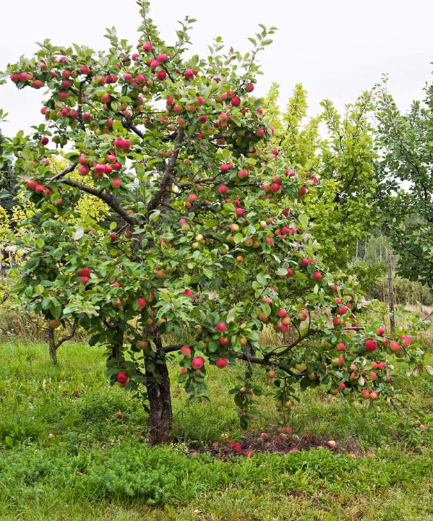 Omenapuun istutus kannattaa, jos haluaa nauttia omenasadosta.