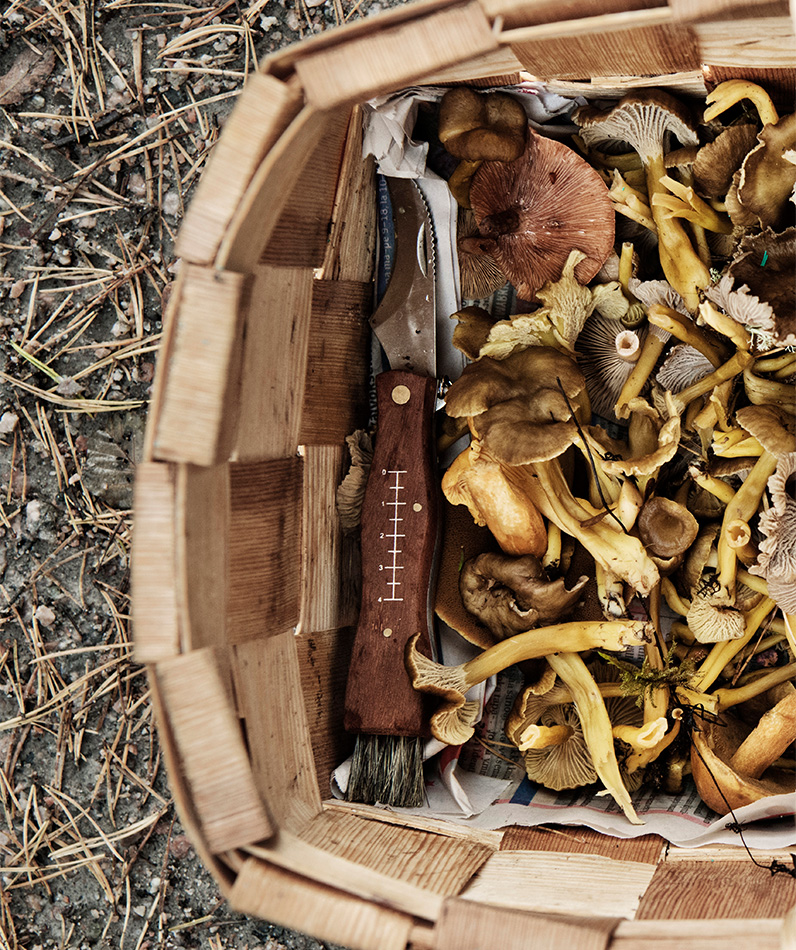 Sienien puhdistus onnistuu sieniharjalla jo metsässä, jos haluaa välttyä jälkipyykiltä kotona.