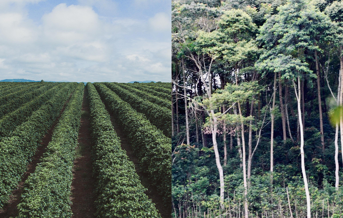 Laosin kahviviljely tapahtuu yleensä peltomaisilla kahviplantaaseilla, joista metsä on raivattu pois. Slow Forest Coffeen viljelijät kasvattavat kahvia metsän lomassa. 