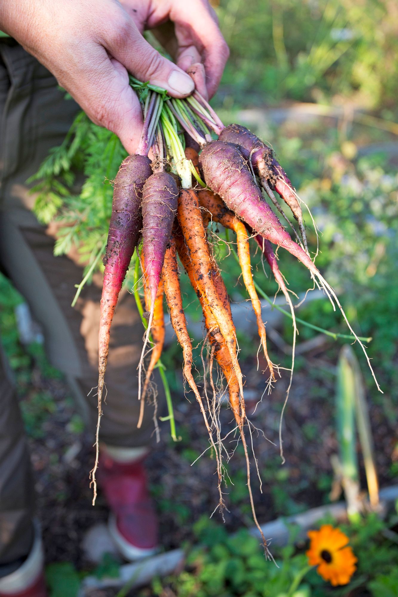 Kaikki violetit porkkanat eivät ole Jaanan mielestä makoisia, mutta 'Black Spanish' on. Sen vieressä on makea oranssi 'Sugarsnack'.  Porkkanat ja juurikkaat säilyvät paremmin, kun kierrät niiden naatit irti heti sadonkorjuun jälkeen. Parhaiten säilyvät kookkaat ja paksukuoriset talvilajikkeet. 