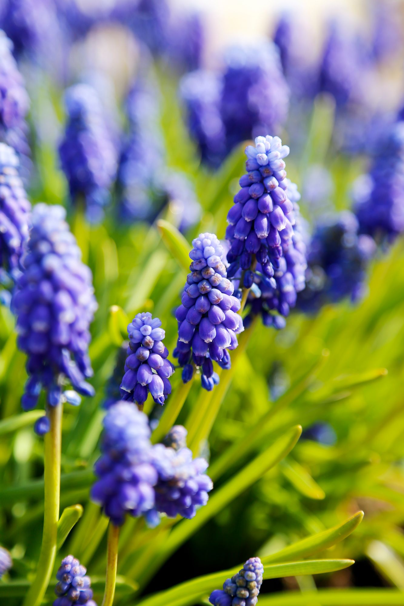 Helmililjojen kukissa on vieno kukkaisparfyymin aromi. Tuoksu tuntuu parhaiten lämpiminä päivinä. 