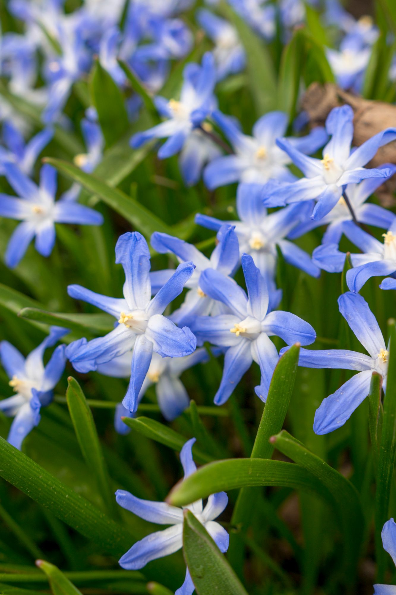 Kevättähdet ja posliinihyasintit nousevat nurmikon joukosta näyttävinä sinivalkoisina kukkatuppaina. Joskus nämä sipulikukat leviävät puutarhasta myös pientareen puolelle. 