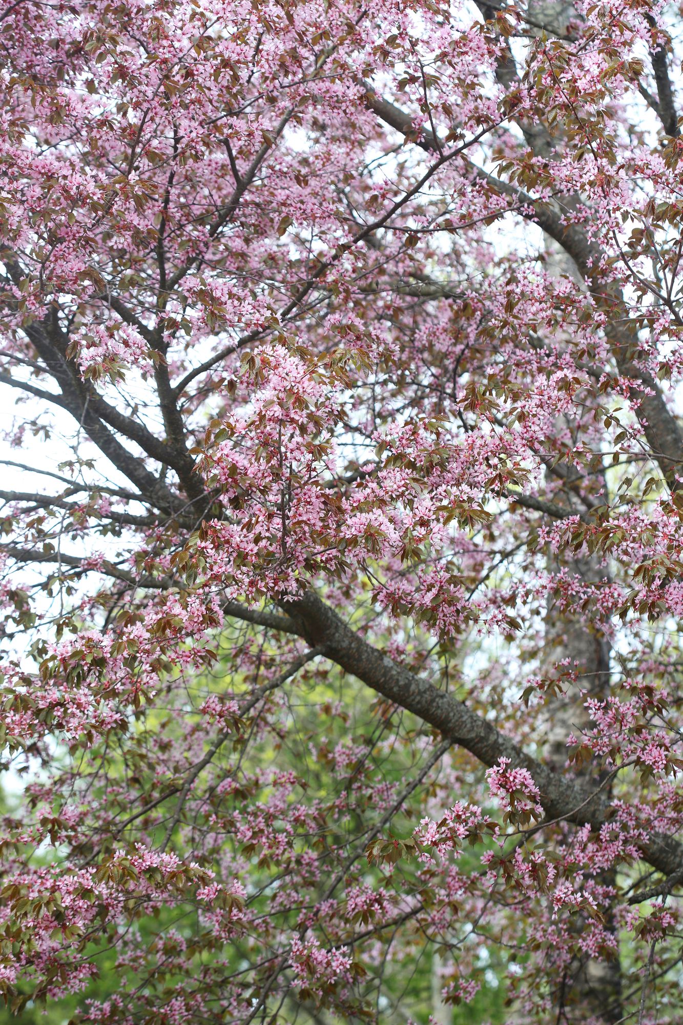 Kirsikkapuu kukkii yleensä toukokuun alun ja puolivälin tietämillä. Kuvassa leiskuu kaunis rusokirsikka.