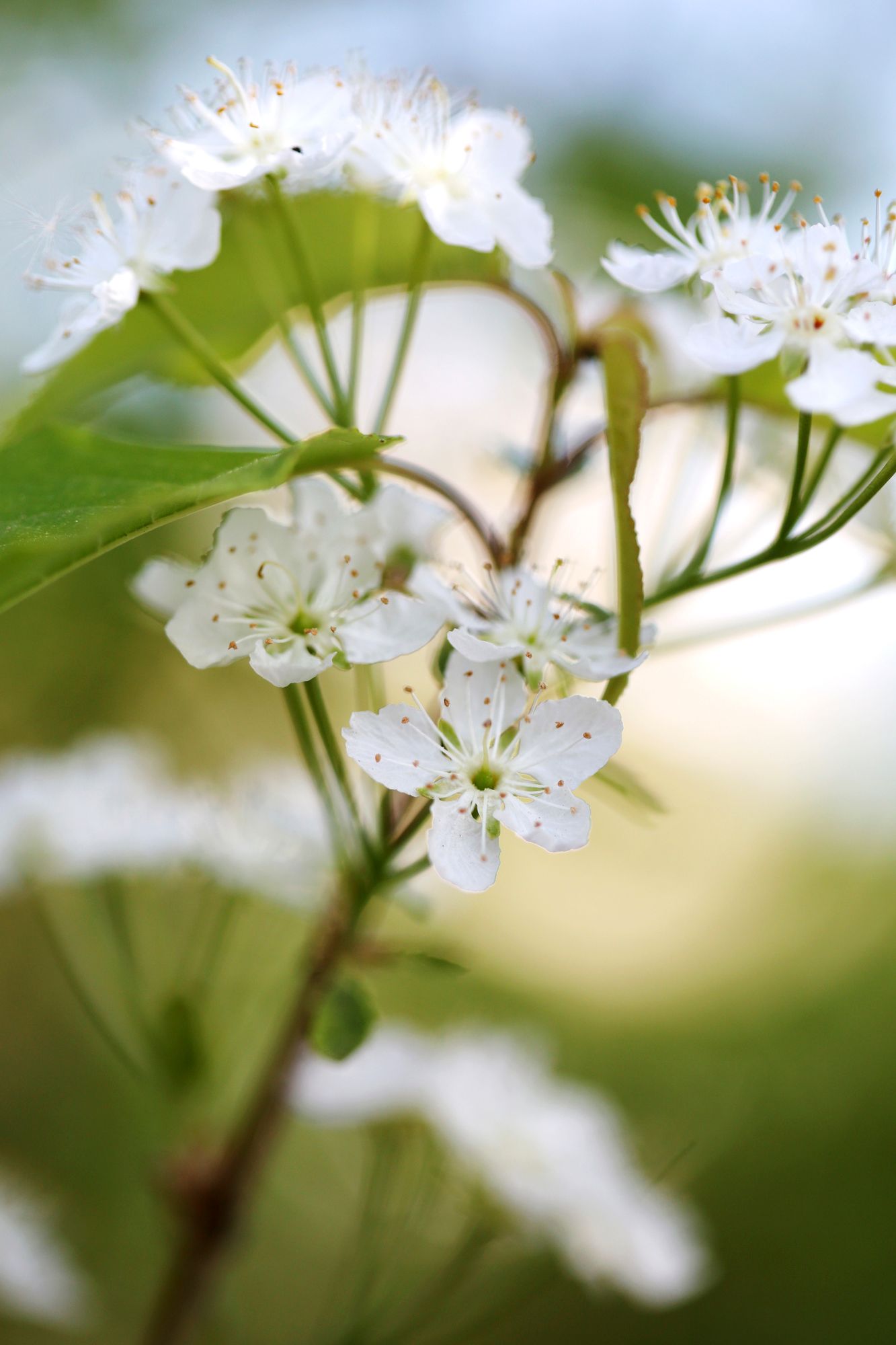 Pilvikirsikka muodostaa keväällä valkean kukkapilven. Se on sirokokoisena oiva kasvi myös pienille omakotitalotonteille. 