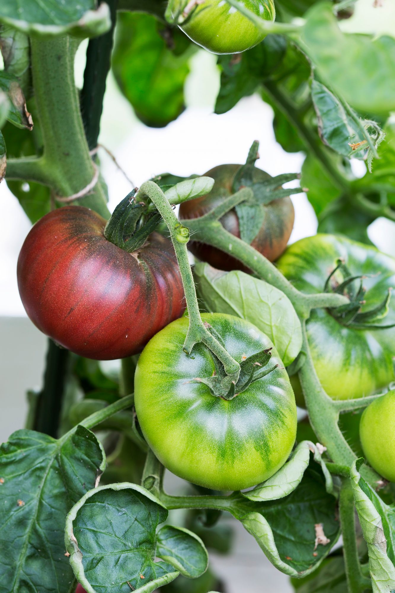 ’Cherokee Purple’ on vahva ja satoisa tomaattilajike, jolla on tummalle tomaatille tyypillinen makea ja syvä maku.
