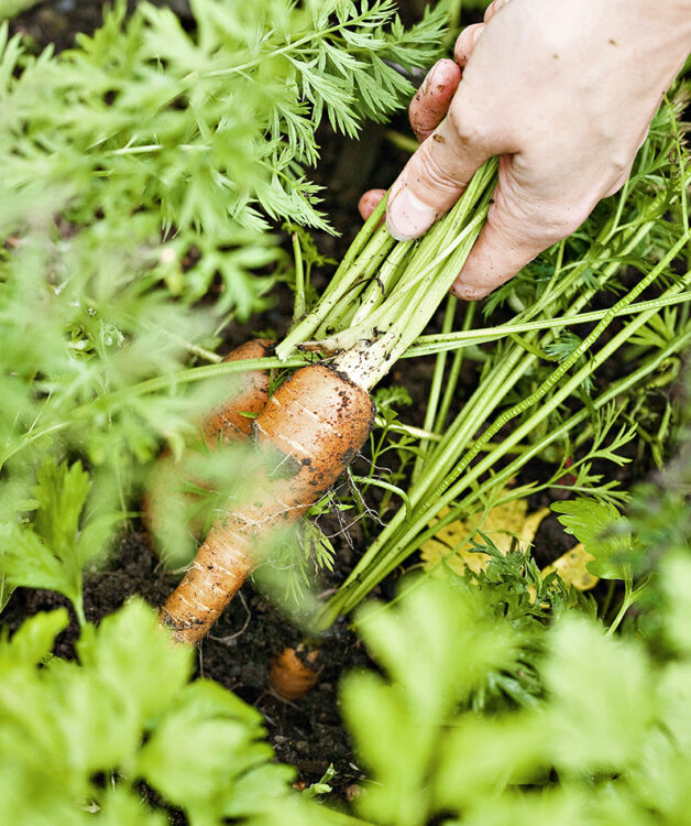 Porkkanaa tarvitsee usein harventaa. Muista nautiskella myös pienet harvennusporkkanat! Ne maistuvat herkullisilta.