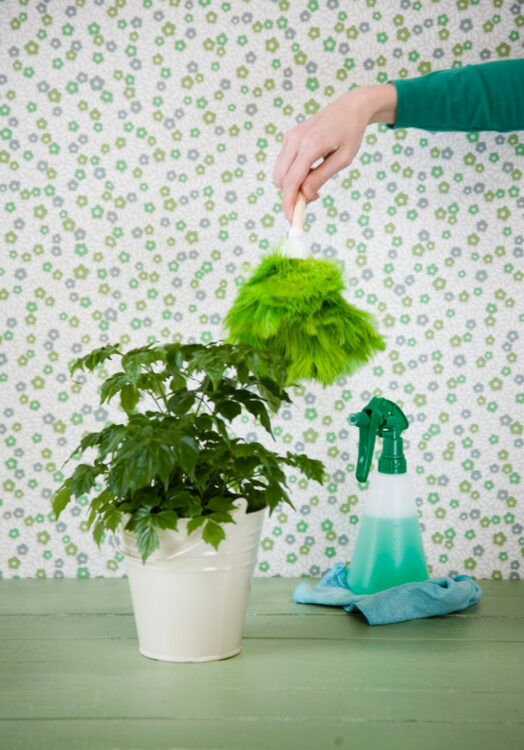 Pölyhuiska on mainio väline huonekasvien pölyjen pyyhkimiseen.