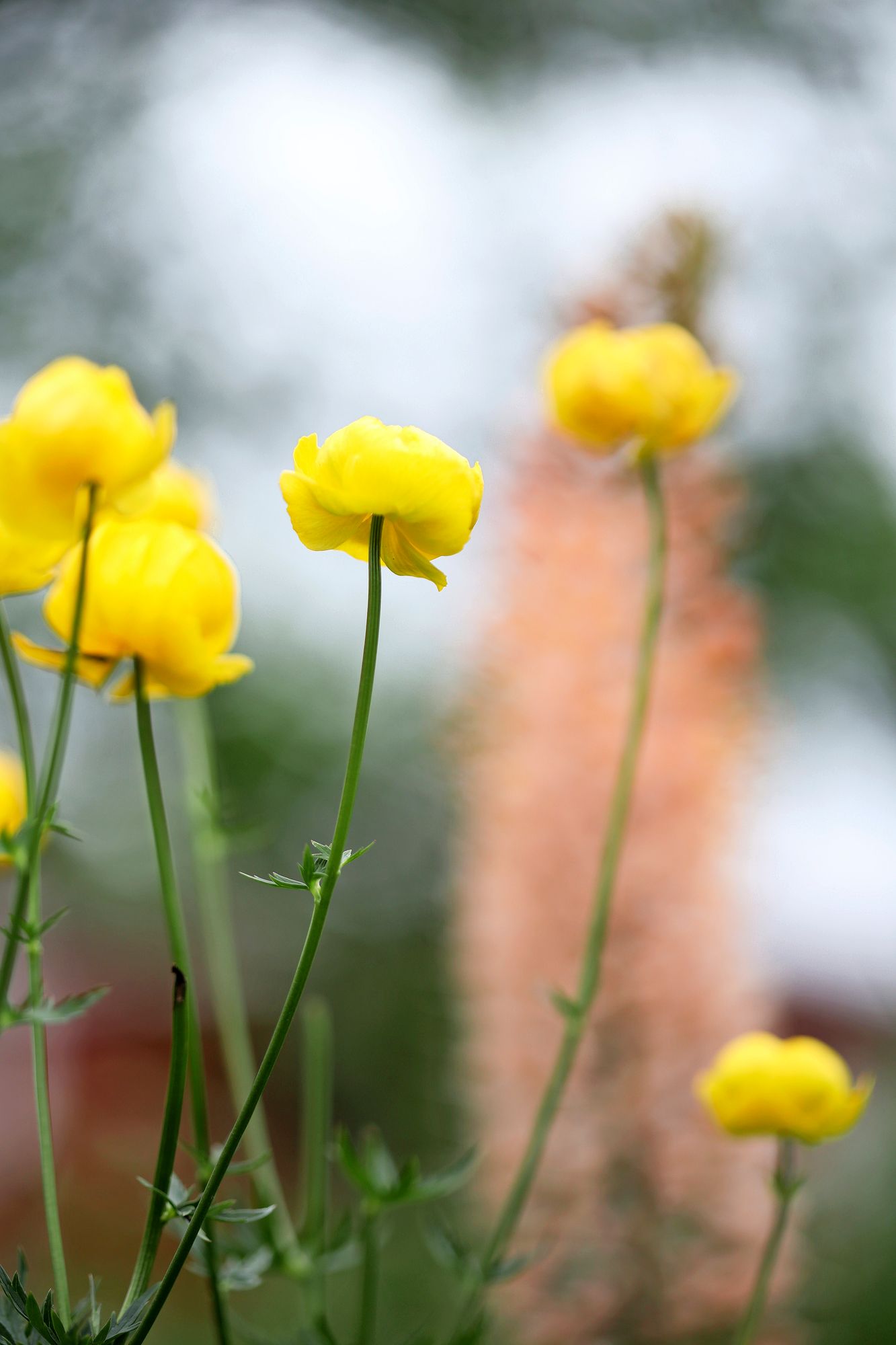 Kulleron kukat ovat kevyen pallomaiset. Anna kullerolle kasvurauha, ja se ilahduttaa kukinnalla vuodesta toiseen. 