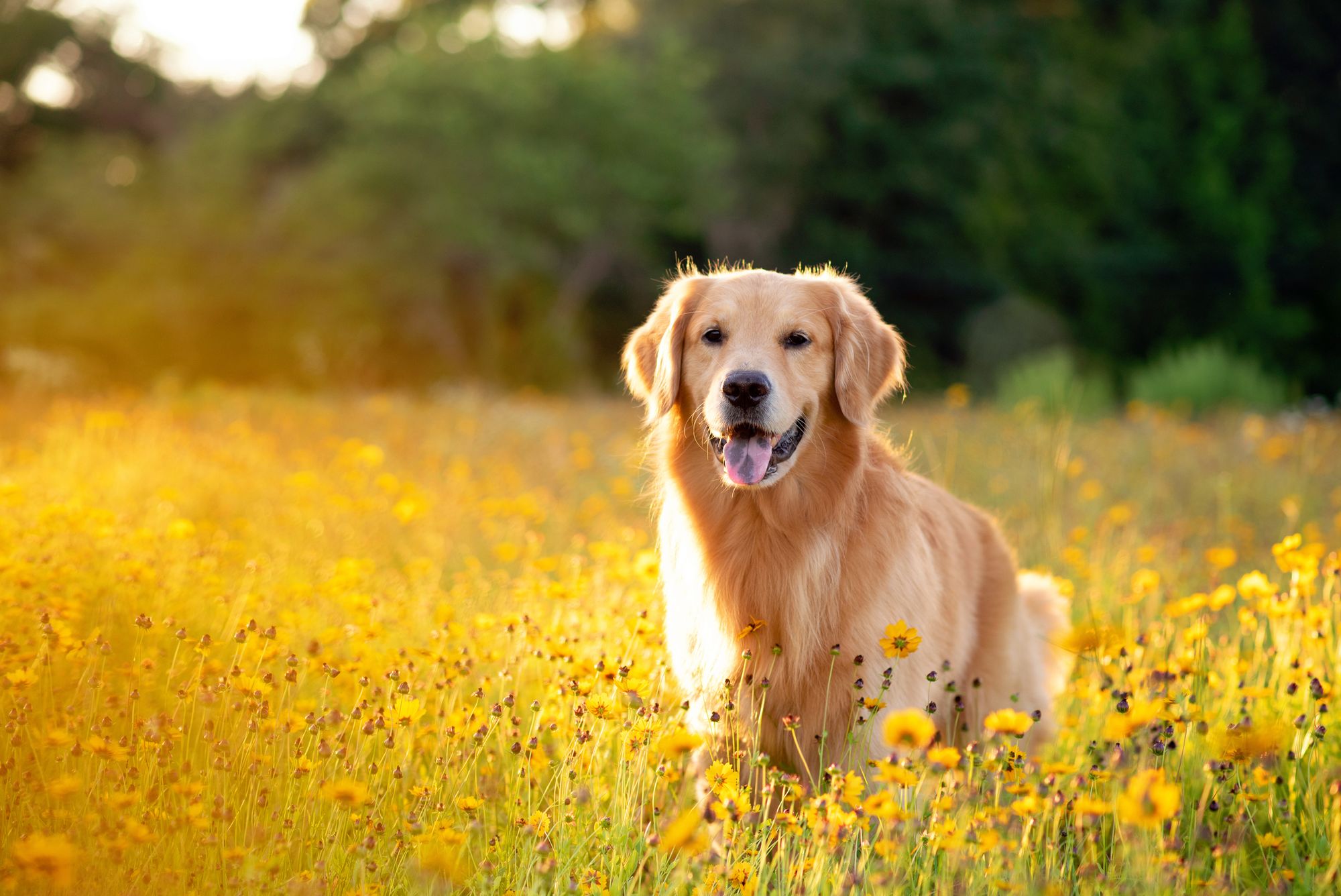 Koiralle myrkylliset kasvit ulkona – varo näitä kasveja! 
