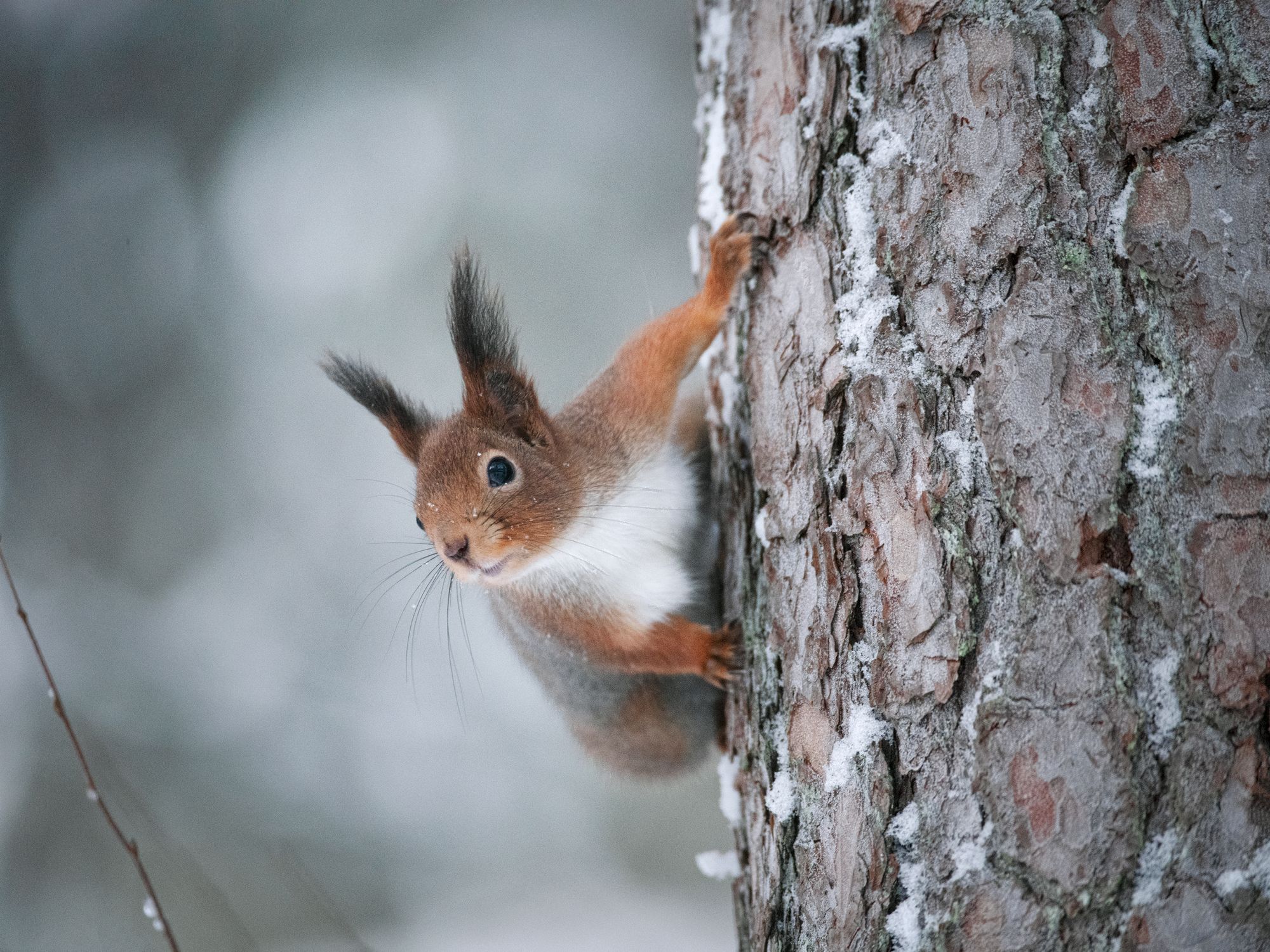  Pihassa asustavat oravat hyödyntävät ruokintapaikan antimia siinä missä linnutkin. Kuva: Heikki Willamo