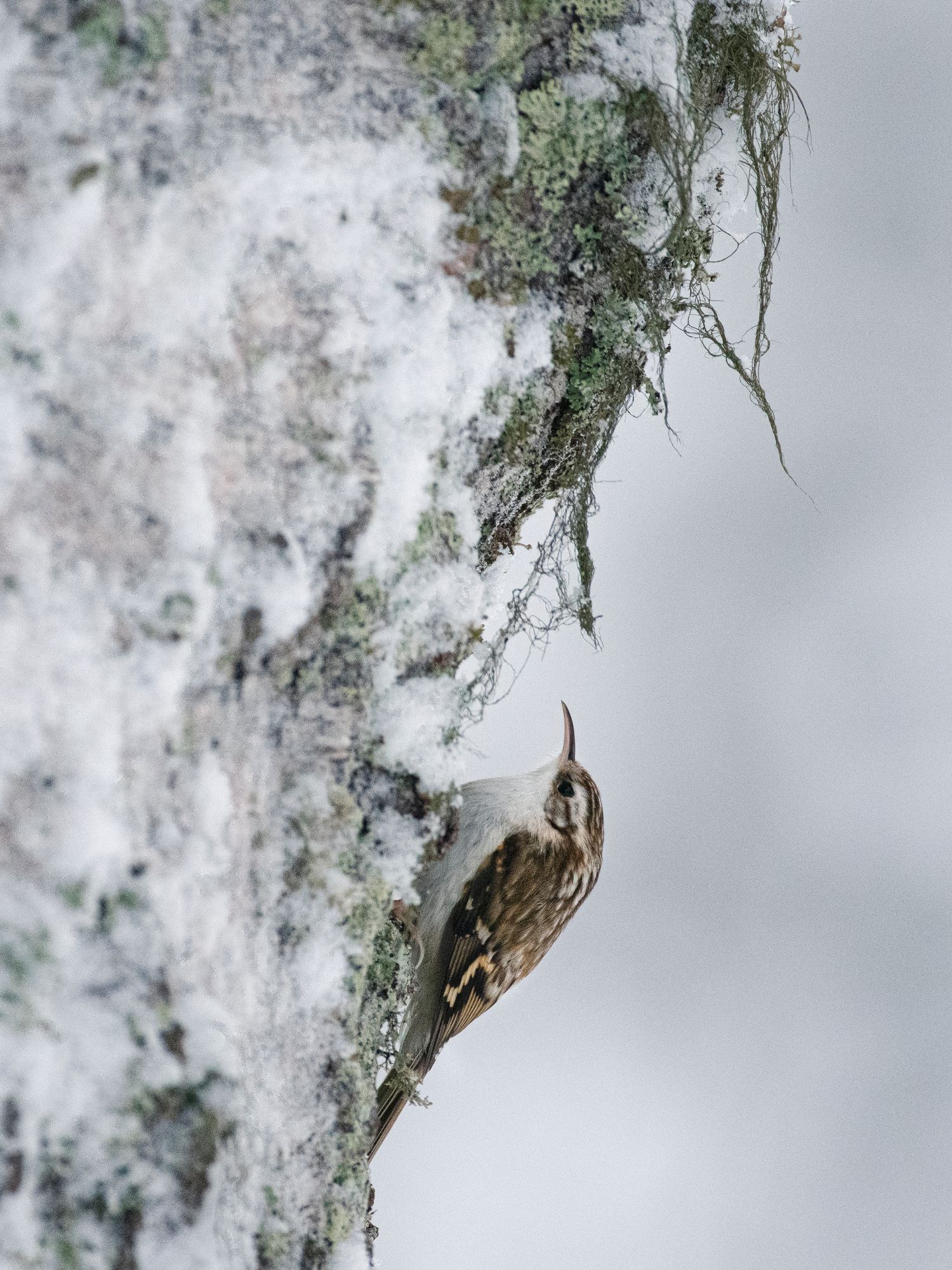 Puukiipijä viihtyy pihan vanhoissa puissa, joiden rosoisen kaarnan rakosista se löytää ravinnokseen talvehtivia hämähäkkejä sekä hyönteisiä, niiden koteloita ja munia. Kuva: Heikki Willamo