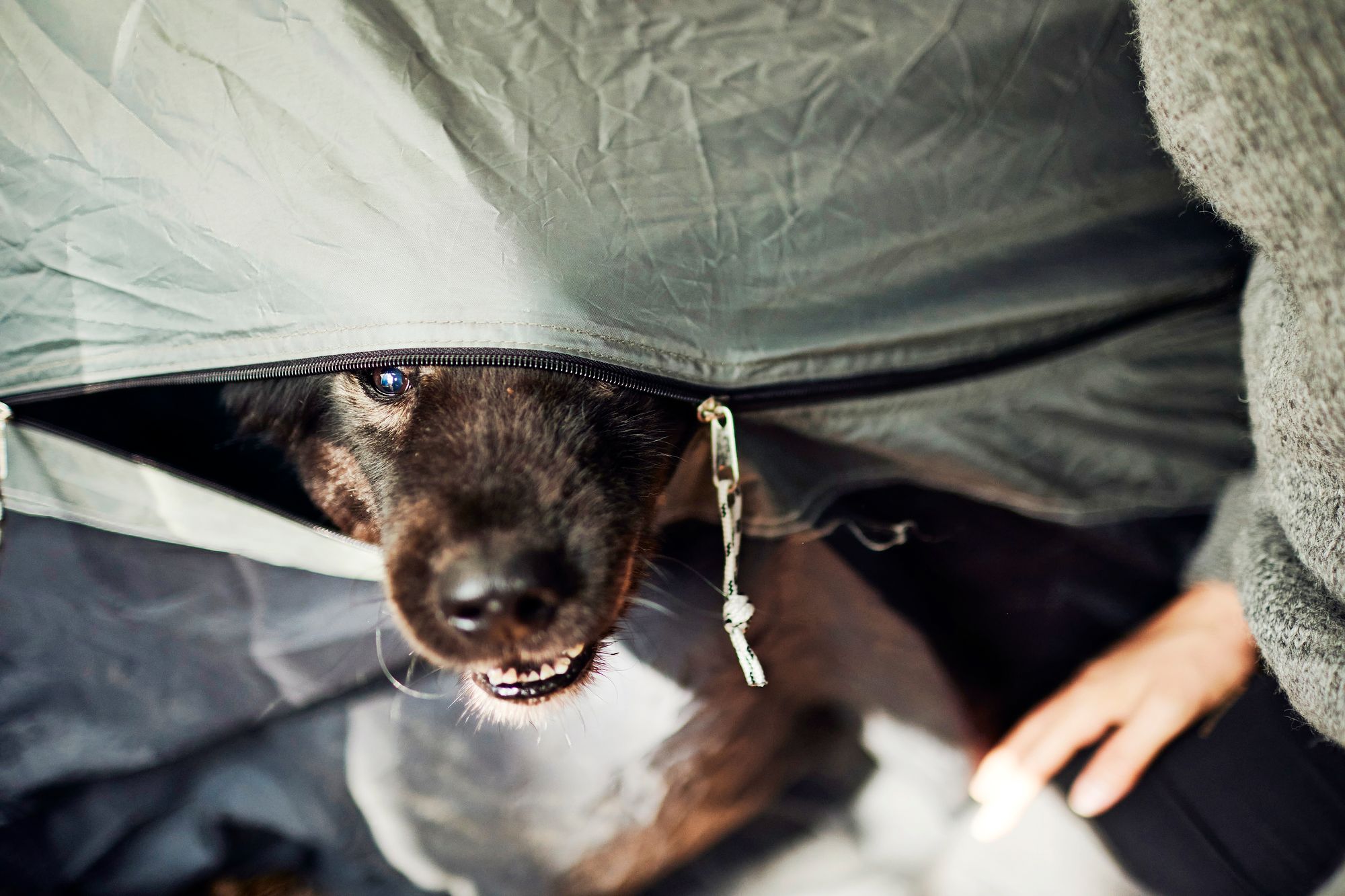 Koira kurkistaa teltasta.