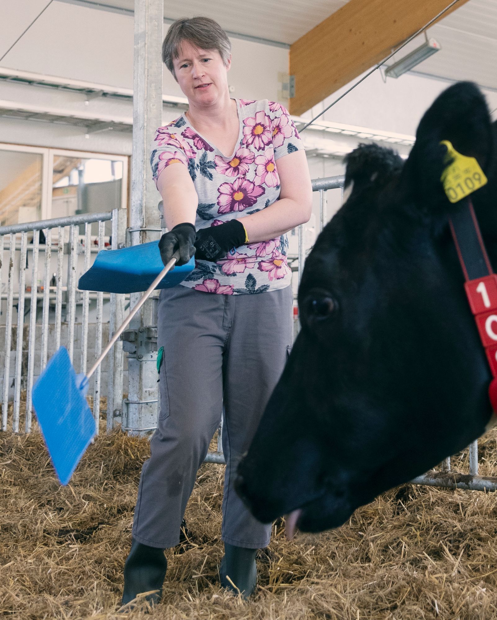 Nainen kouluttaa lehmää koskemaan siniseen kärpäslätkään. Toisessa kädessä on sininen rikkalapio, jossa on palkinnoksi annettavaa rehua. 