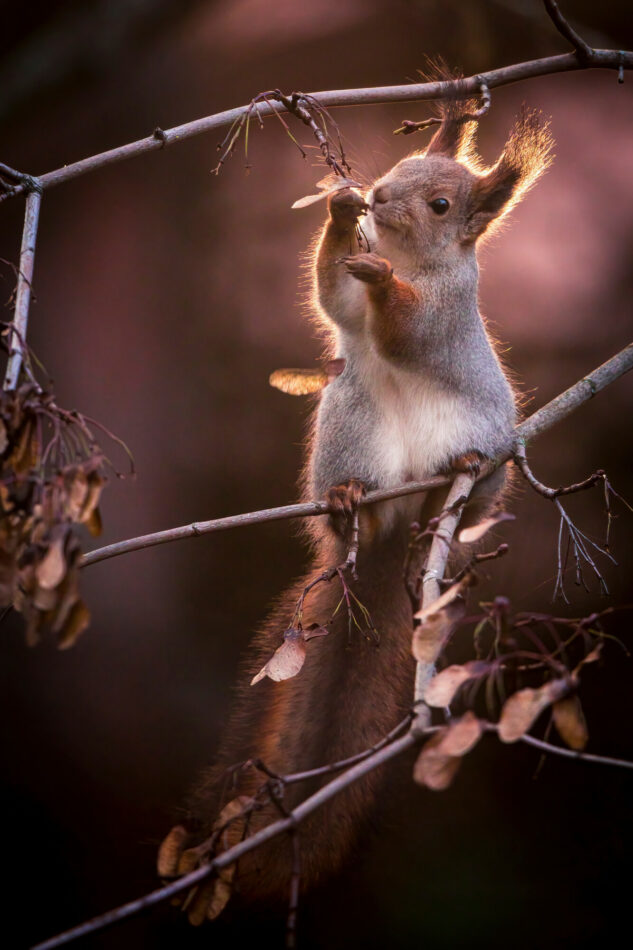 Orava syö puunoksalla vaahteransiemeniä.