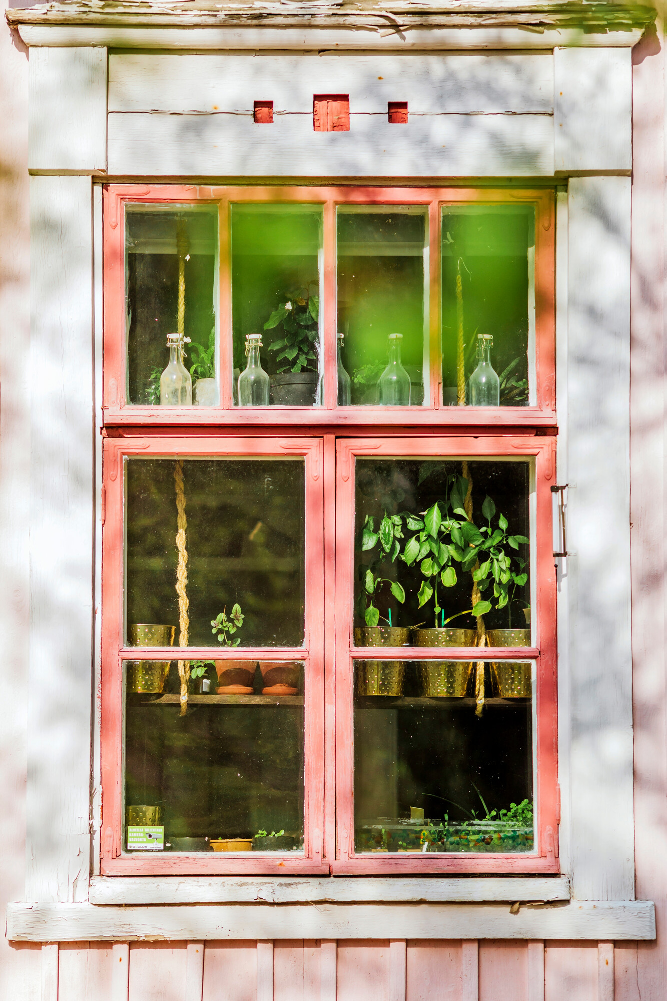 Sanna Kasvattaa keittiön ikkunalla kasveja.